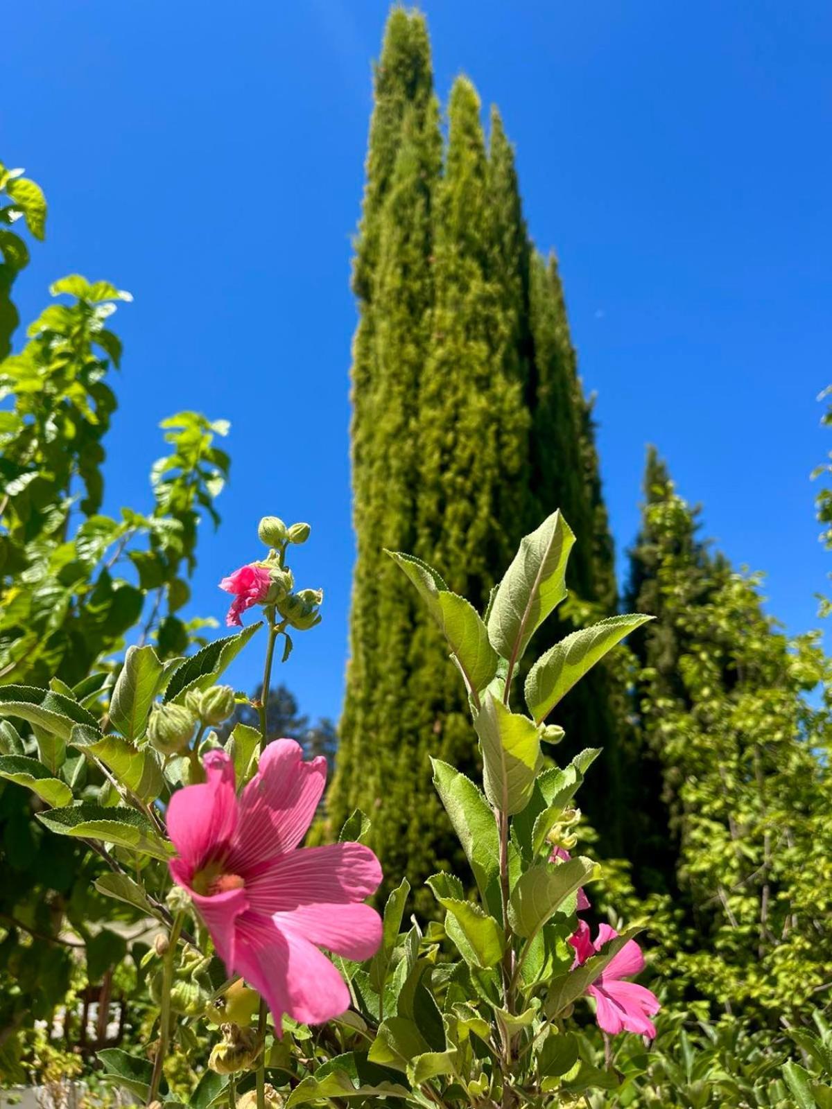 Demelida Villa In Tsada, Paphos Tsadha Екстер'єр фото